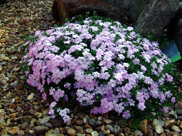 Phlox douglasii 'Lilac Cloud'